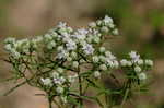 Narrowleaf mountainmint